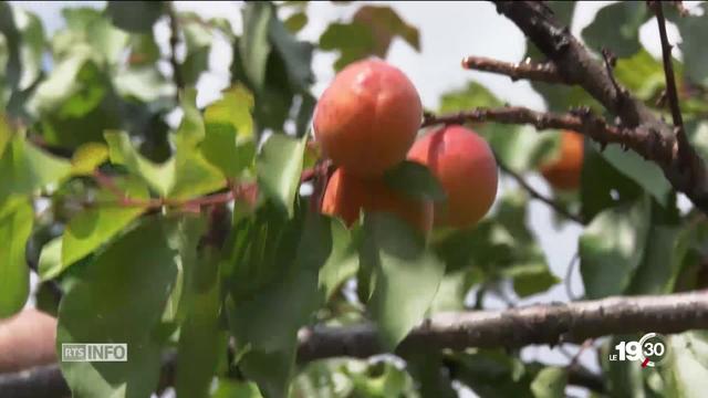 La production d'abricots en agriculture biologique ne décolle pas en Valais.