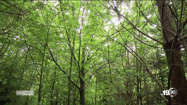 20 ans après l'ouragan Lothar, la forêt se porte bien.