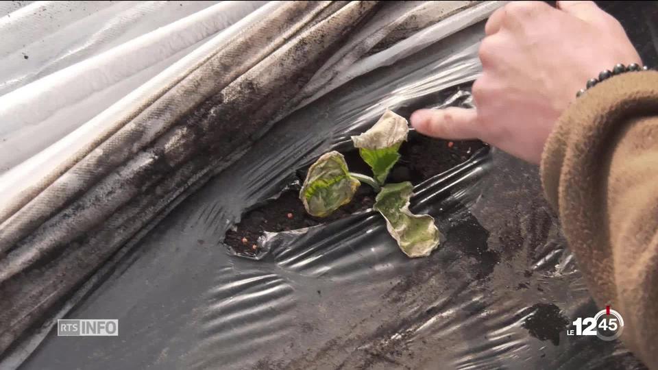 Les agriculteurs redoutaient le gel cette nuit, plusieurs récoltes sont perdues.