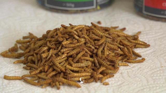 Un ancien médaillé olympique romand est propriétaire du premier élevage d'insectes comestibles de Suisse