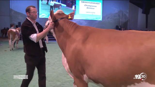 Concours bovins: La possible maltraitance bovine continue de faire débat. Nos témoignages.