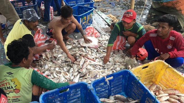 Tri du poisson, quartier de Muara Angke de Jakarta, Indonésie [RTS - Bruno Meyerfeld]