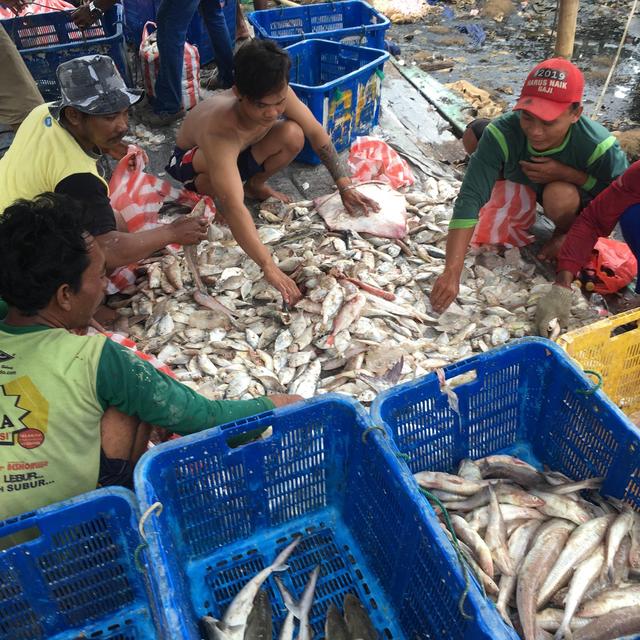 Tri du poisson, quartier de Muara Angke de Jakarta, Indonésie [RTS - Bruno Meyerfeld]