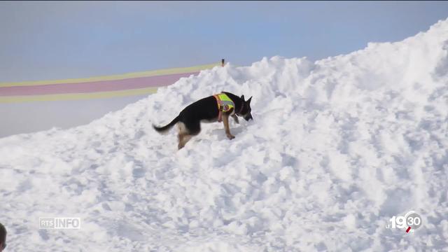 Les chiens d'avalanche, valeurs sûres du sauvetage en montagne