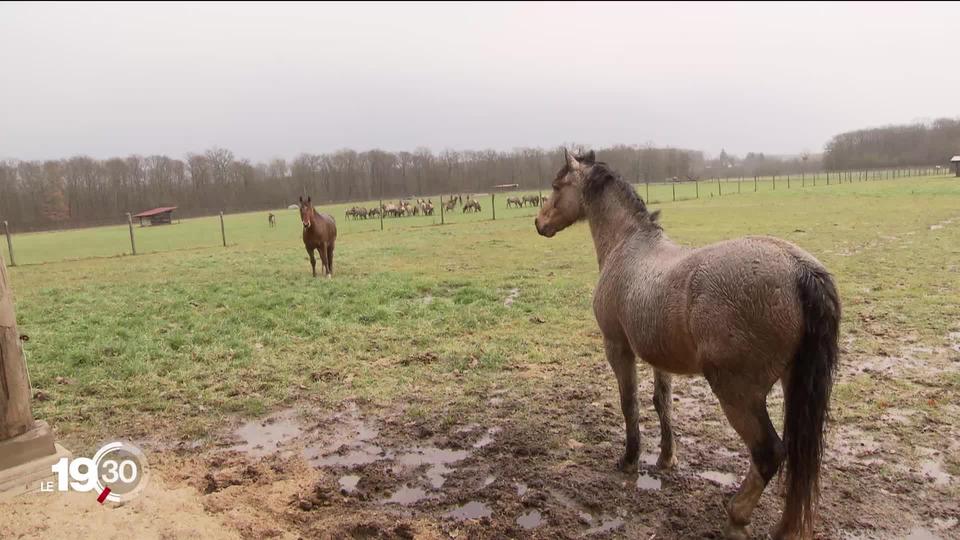 Série "Bestial": un animal de compagnie à l'heure de l'antispécisme.