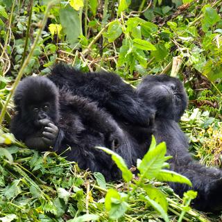 Gorille dans le Parc des Volcans du massif Virunga. [RTS - Cerise Maréchaud]