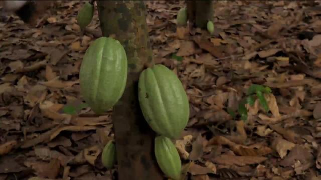 Le cacao illégal de Nestlé