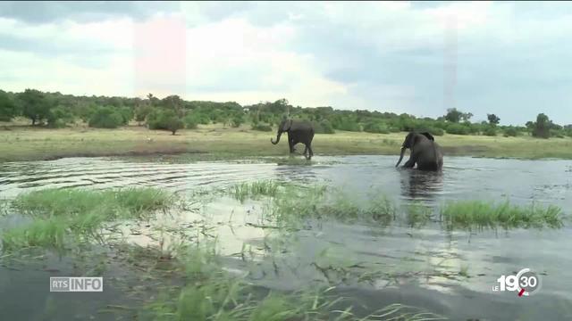 Le braconnage d'éléphants est en baisse après avoir atteint un pic en 2011 mais cette espèce reste menacée.