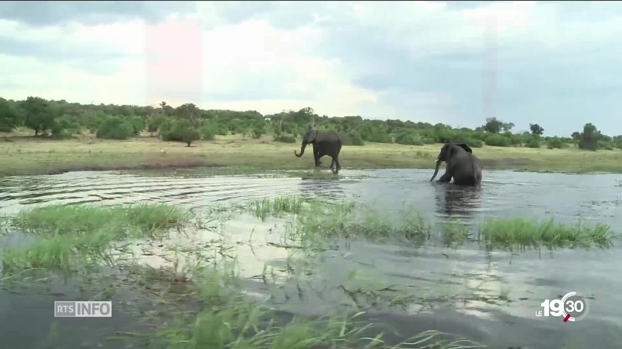Le braconnage d'éléphants est en baisse après avoir atteint un pic en 2011 mais cette espèce reste menacée.