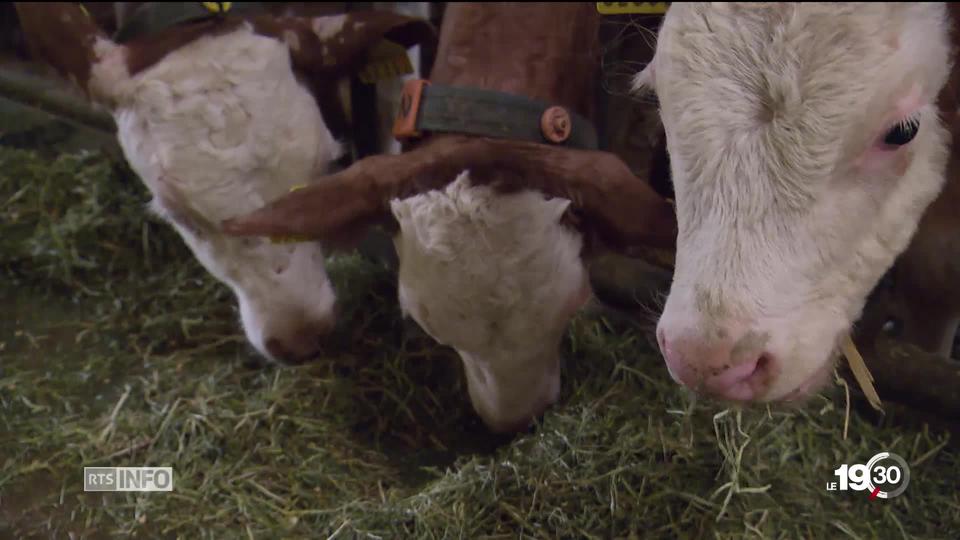 Consommer moins de viande fait partie de la solution à la crise climatique.