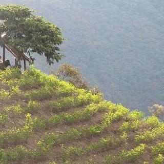 Plantation de coca en Bolivie [RTS - Frederic Faux]