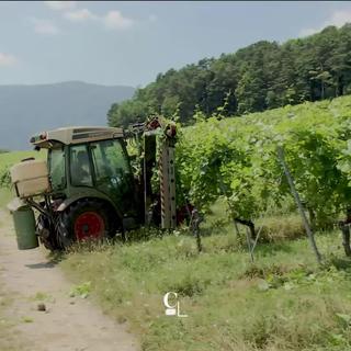 Neuchâtel, 6ème producteur suisse de vin, mais leader du vin biologique.