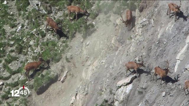 Trop de cerfs dans les Grisons, il faudrait en abattre davantage