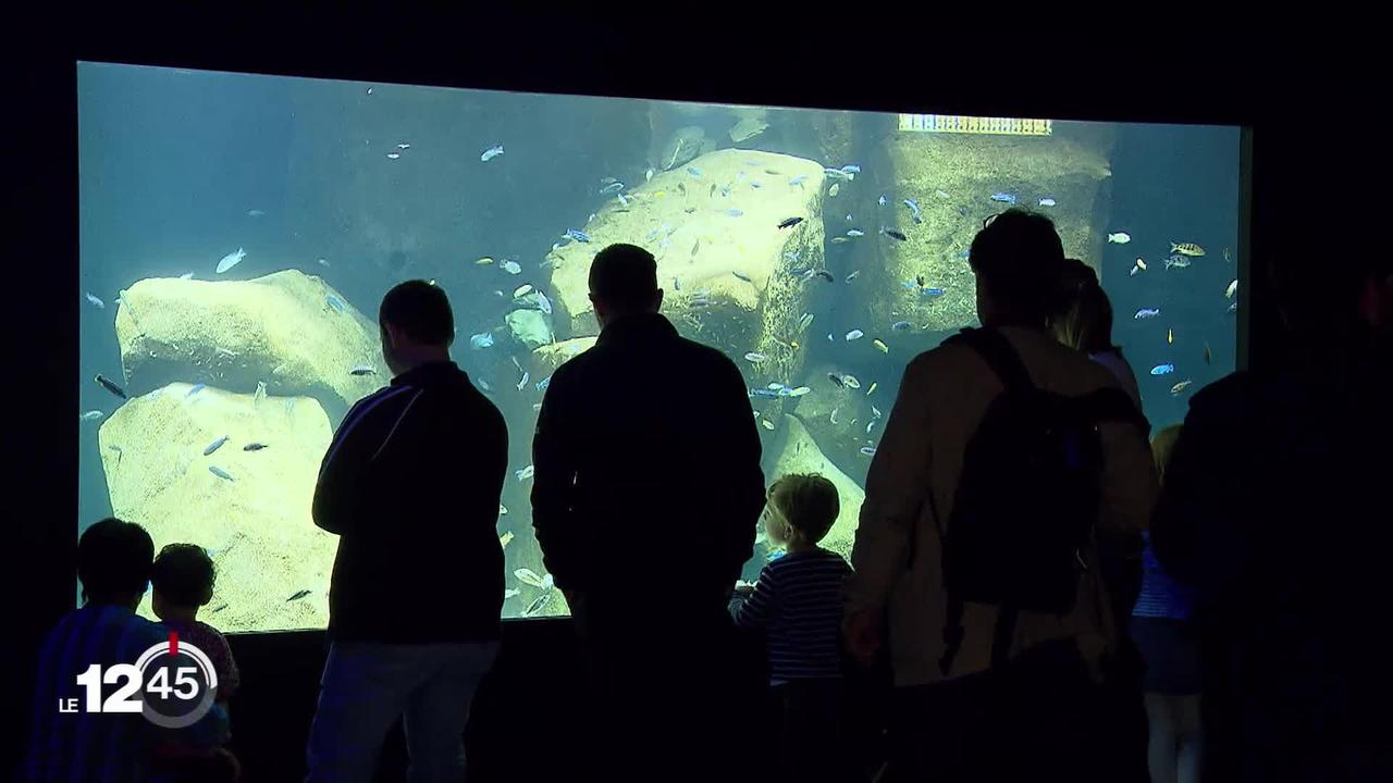 Aquatis: la RTS avait révélé les problèmes financiers de l'aquarium géant. La ville de Lausanne a été sollicitée, selon 24 heures