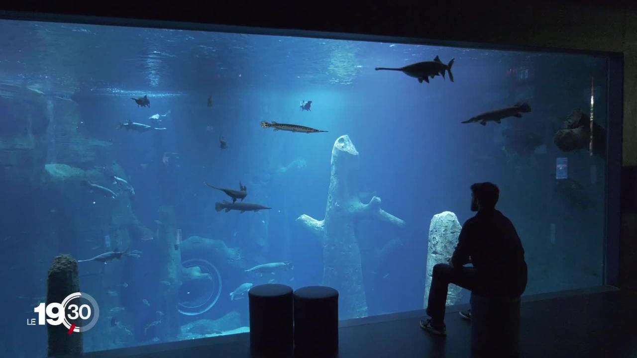 L'aquarium Aquatis n'est pas rentable deux ans après son ouverture