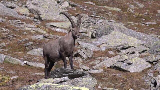 Vous prendrez bien la suite….des bouquetins en Valais.