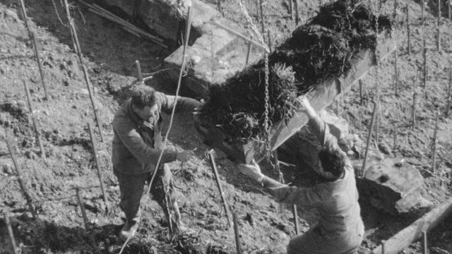 Téléphérique dans les vignes