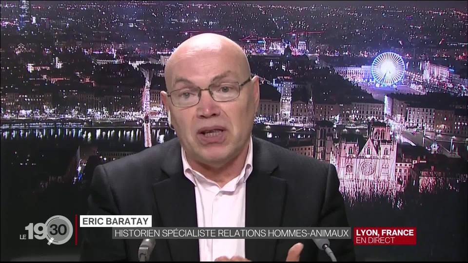 Eric Baratay: "L'animal n'est pas un substitut, c'est un complément".