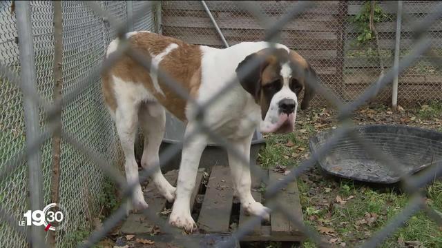 Série "Bestial": les droits des animaux se sont renforcés ces dernières décennies