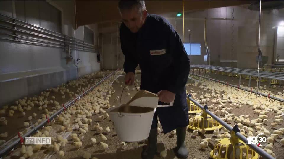 Consommation: le poulet a la cote. Le nombre de poules élevées en Suisse a doublé ces 20 dernières années.