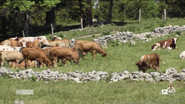 Neuchâtel passe au bio pour ses terres viticoles et agricoles. Une reconversion qui se fera par étapes.