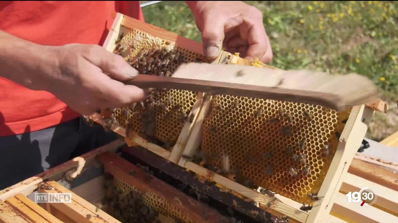 Les ruches de la misère. La production de miel est en chute libre en Suisse.