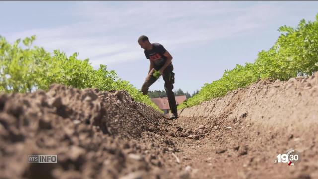 Entre canicule et sécheresse, les agriculteurs peinent à arroser leurs cultures.