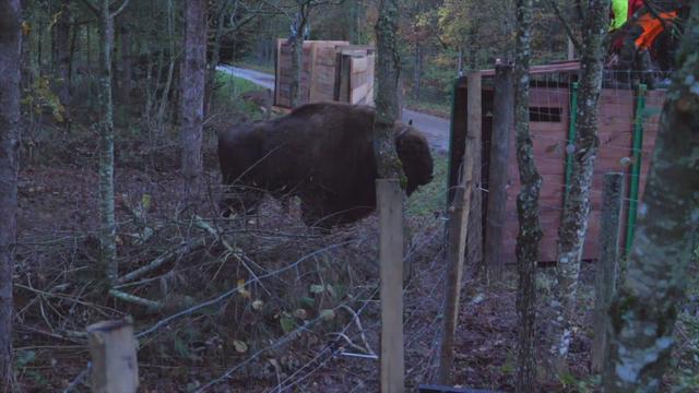 Le bison dEurope est de retour en Suisse au bois de Suchy  VD