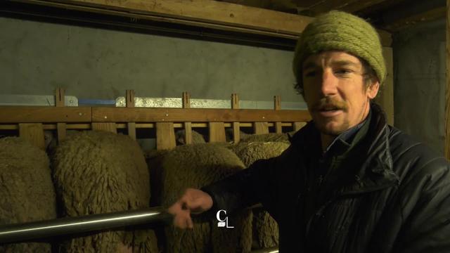 Un ramoneur converti à la fabrication de fromages au lait de brebis fait la fierté de Leysin