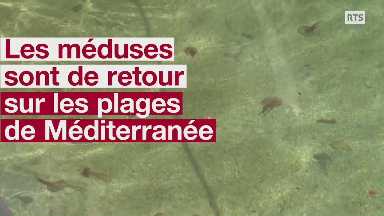 Les méduses sont de retour sur les plages de Méditerranée