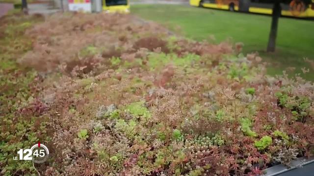 Un tiers de espèces d'insectes sont menacées d'extinction. La ville d'Utrecht leur offre des refuges dans les abribus.