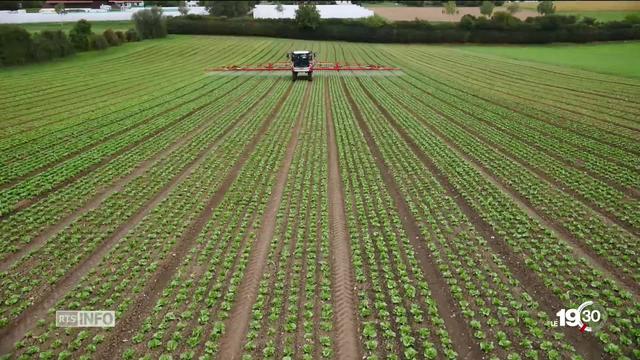 Monsanto a été tenu pour responsable du cancer d'un homme qui utilisait du Roundup