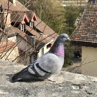 Pigeon biset Columba livia domestica. [Depositphotos - MarioKrpan]