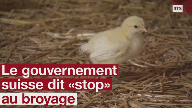 Le Conseil fédéral soutient la fin du broyage des poussins vivants