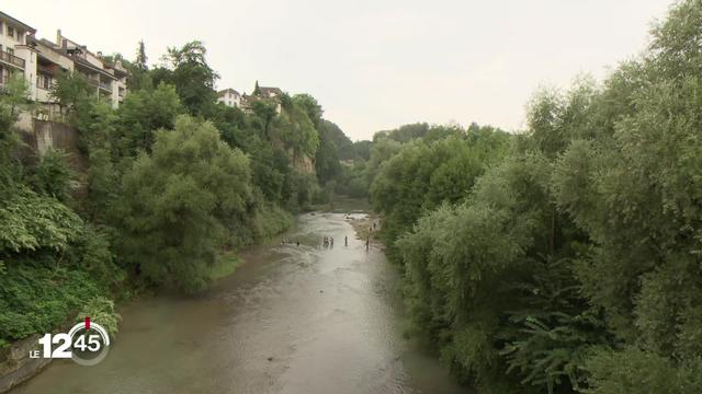 Fribourg s'est lancé dans un vaste recensement des poissons de la Sarine: ablettes et truites semblent se porter un peu mieux.