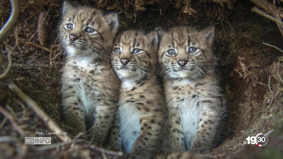 Le lynx échappe de justesse à la loi sur la chasse