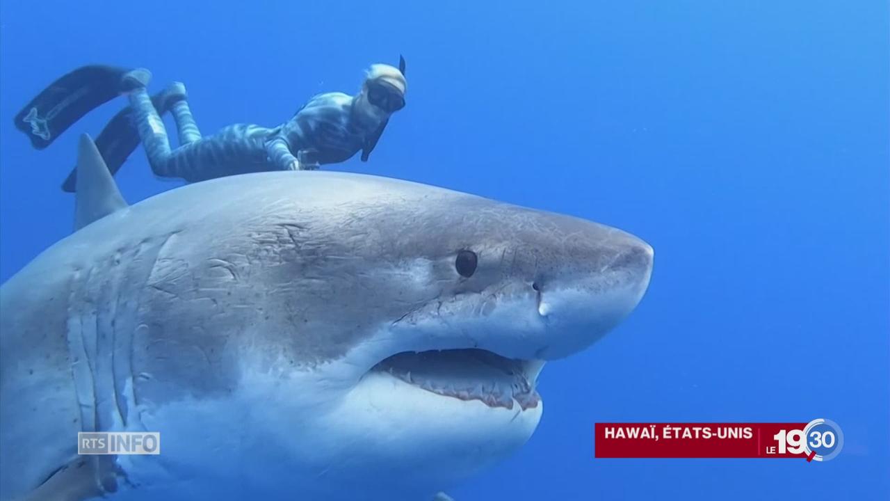 Un gigantesque requin blanc a Hawai