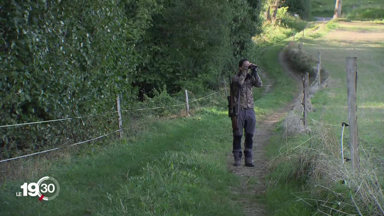Vaud: les effectifs de chasseurs sont trop faibles avec des conséquences sur la régulation de la faune