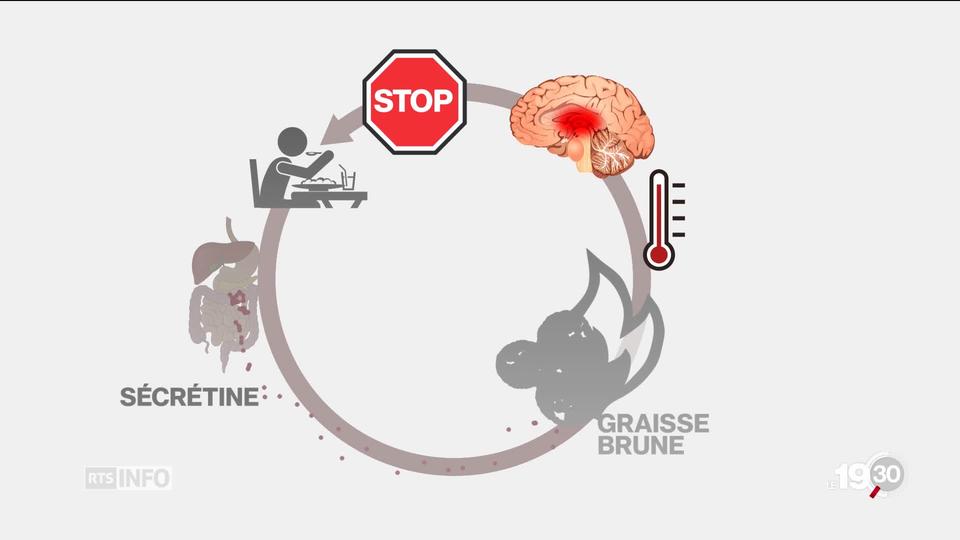 La graisse brune: elle a la vertu de brûler des calories pour créer de la chaleur. Peut-être un remède contre l'obésité ?