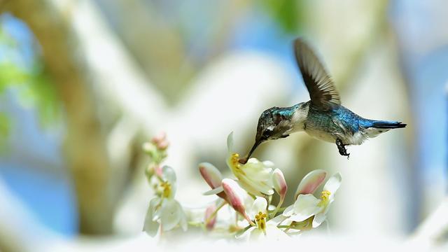 Colibri Mellisuga helenae [Depositphotos - SURZet]