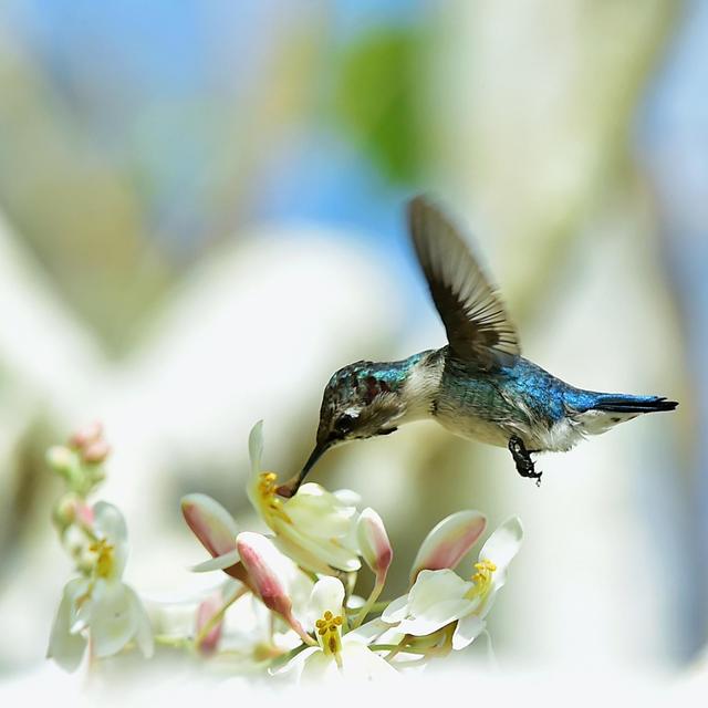 Colibri Mellisuga helenae [Depositphotos - SURZet]