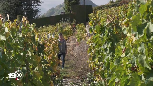 Les vendanges 2019 sont le symbole d'une énorme crise du marché viticole.