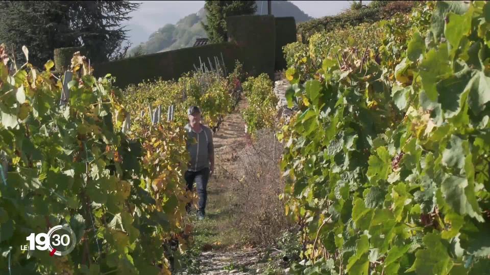 Les vendanges 2019 sont le symbole d'une énorme crise du marché viticole.