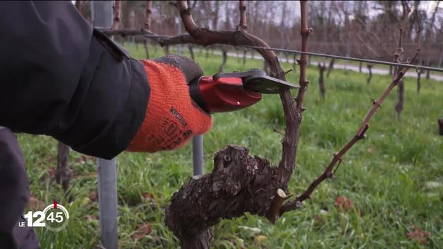 Le monde de la viticulture se numérise et teste un système de gestion connectée des vignobles.