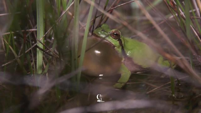 Biodiversité: la quasi-totalité des espèces de grenouille vivant en Suisse est menacée