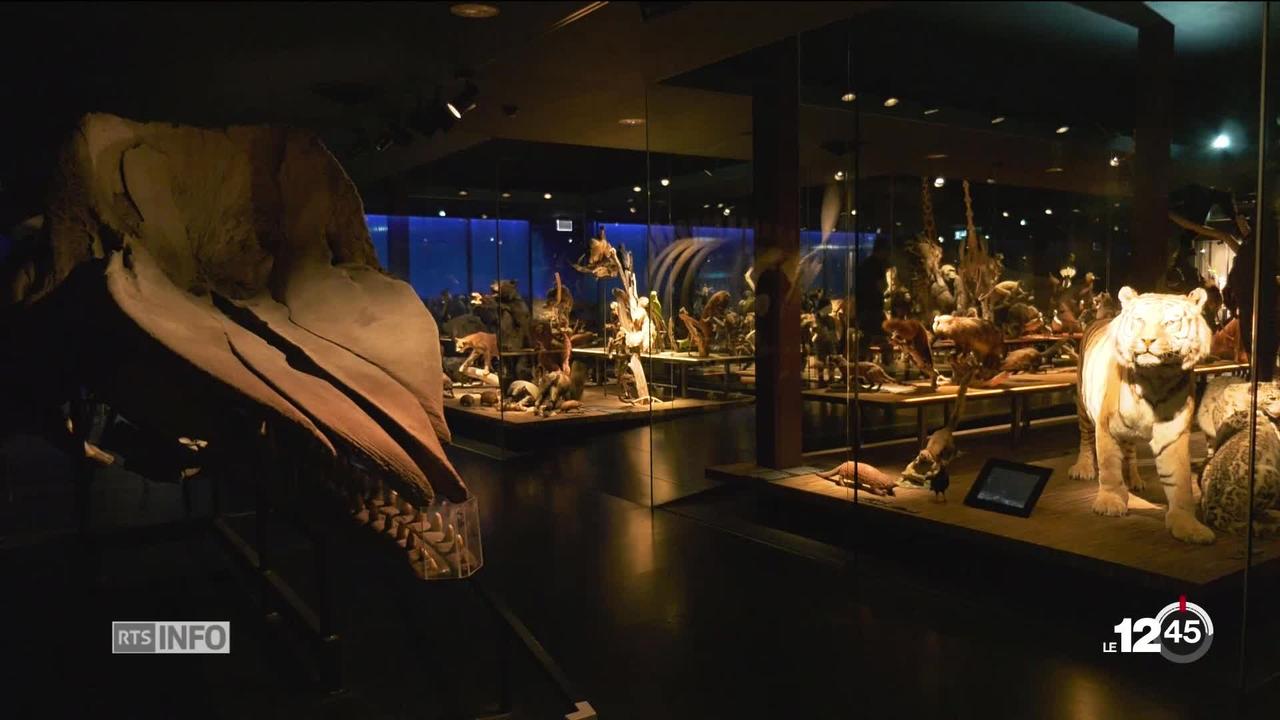 Les Fribourgeois découvrent les contours de leur futur Musée d'histoire naturelle.