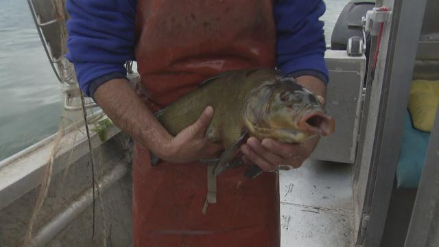 Les poissons se font rares dans les lacs suisses