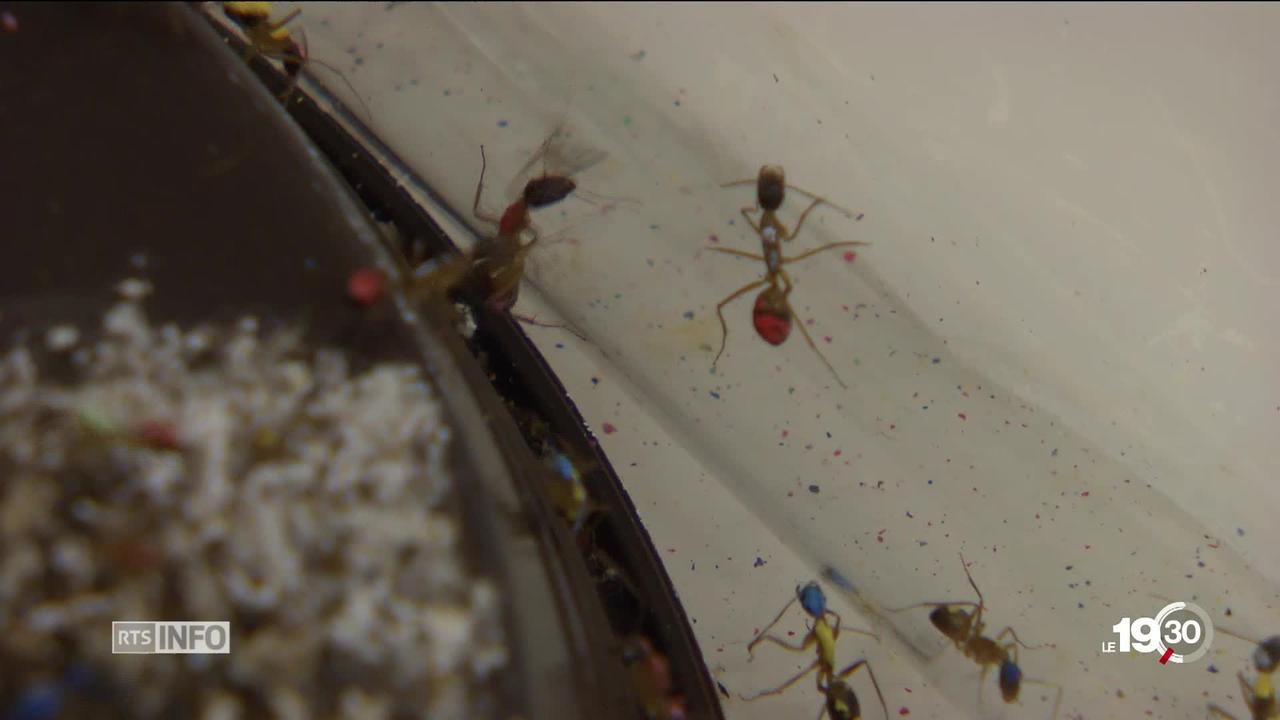Des chercheurs lausannois découvrent le mécanisme de répartition des tâches entre les fourmis selon l'âge