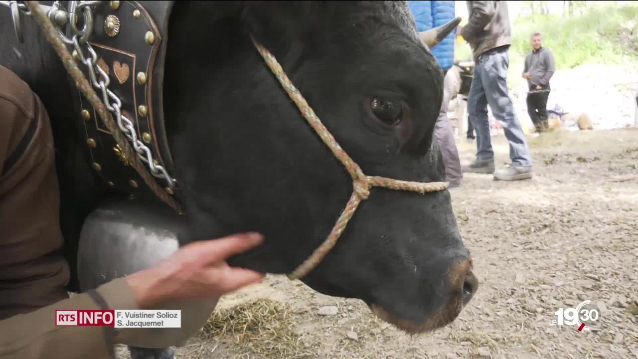 Le nombre de vaches de race d'Hérens est en baisse. Le cheptel a perdu 10 % en 5 ans, mais la passion des éleveurs est toujours là.