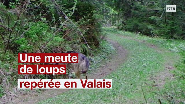 La meute est présente dans les vallons des communes de Vionnaz et de Vouvry.